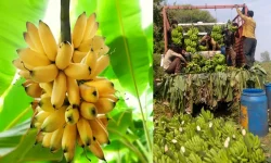 त्योहारों से पहले बढ़ी बुरहानपुर के केले की मांग,         क्षेत्र के किसानों को मिल रहे बेहतरीन दाम