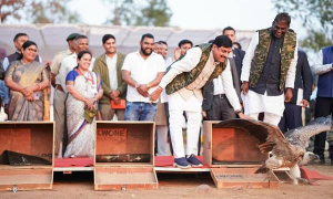 CM मोहन यादव ने छोड़े पांच लुप्त प्रजतियों के गिद्ध, निगरानी के लिए लगाए GPS